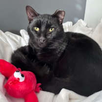 Thumbnail photo of Maurice #1