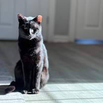 Thumbnail photo of Maurice #2