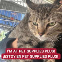 Thumbnail photo of Lego Batman #1