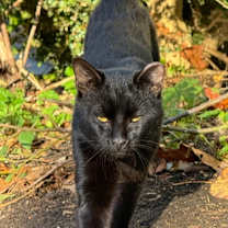 Thumbnail photo of Maurice #3