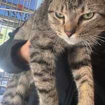 Thumbnail photo of Lego Batman #2