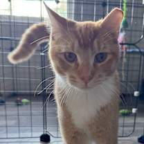 Thumbnail photo of Reggie #2