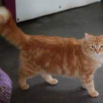 Thumbnail photo of Nala #4