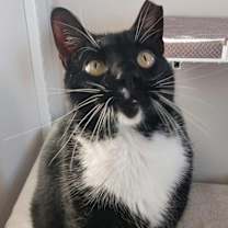 Thumbnail photo of Ottawa #1