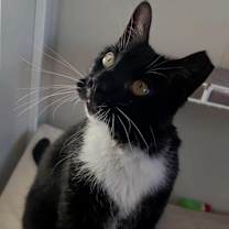 Thumbnail photo of Ottawa #2