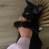 Thumbnail photo of Himeko25 #2