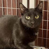 Thumbnail photo of Biscuit #1