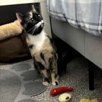 Thumbnail photo of Loona #4