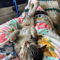 Thumbnail photo of Clementine #4