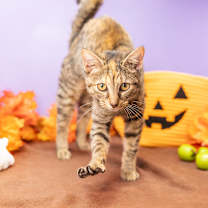 Thumbnail photo of Hiba #1