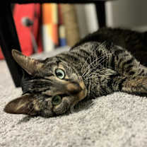 Thumbnail photo of CiCi #4