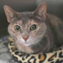 Thumbnail photo of Kahleesi #2