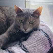 Thumbnail photo of Kahleesi #4