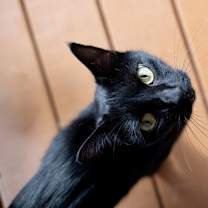 Thumbnail photo of Poppy #1