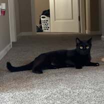 Thumbnail photo of Potyea #4