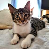 Thumbnail photo of Dino #2