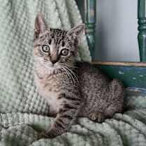 Thumbnail photo of Butch Cassidy #1