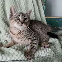 Thumbnail photo of Butch Cassidy #3