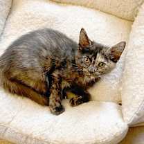 Thumbnail photo of MM Tori #3