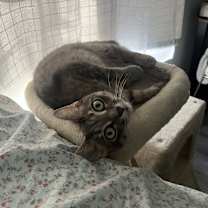 Thumbnail photo of Bug #2