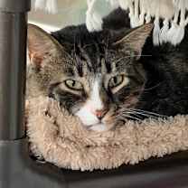 Thumbnail photo of Walker #1