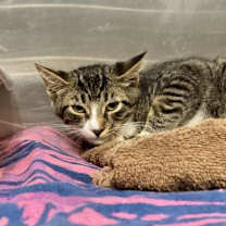 Thumbnail photo of Walker #3