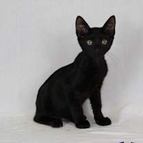 Thumbnail photo of Binx #4