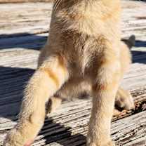 Thumbnail photo of Garfield #1