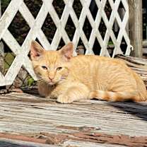 Thumbnail photo of Garfield #3