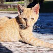 Thumbnail photo of Garfield #2