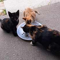 Thumbnail photo of Garfield #4