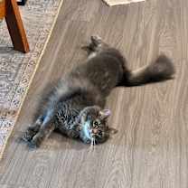 Thumbnail photo of Cisco #2