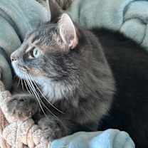 Thumbnail photo of Cisco #3