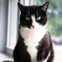 Thumbnail photo of Sassy #1