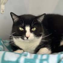 Thumbnail photo of Sassy #3