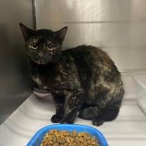 Thumbnail photo of Bridget #1