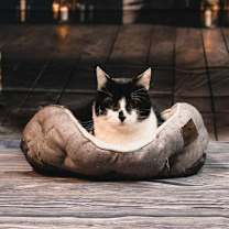 Thumbnail photo of Moo Moo #1