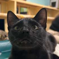 Thumbnail photo of Binx #1