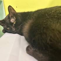 Thumbnail photo of Radiohead #4