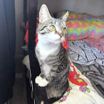 Thumbnail photo of Peradiot #1