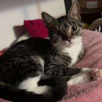 Thumbnail photo of Peradiot #2