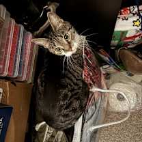 Thumbnail photo of Peradiot #3