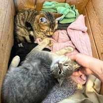 Thumbnail photo of Dorian Dinghy & Tyler Tugboat #4