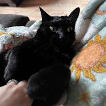 Thumbnail photo of Ozzie #1