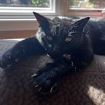 Thumbnail photo of Ozzie #3