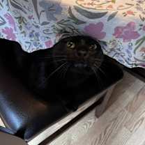 Thumbnail photo of Ozzie #4