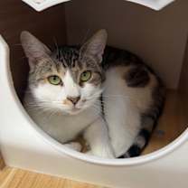 Thumbnail photo of Mystic #1