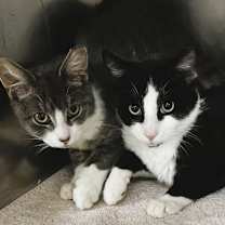 Thumbnail photo of Treat #2