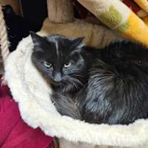 Thumbnail photo of Fitz #2