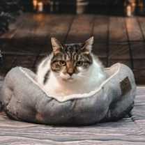 Thumbnail photo of Starlite #1